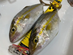 ショゴの釣果