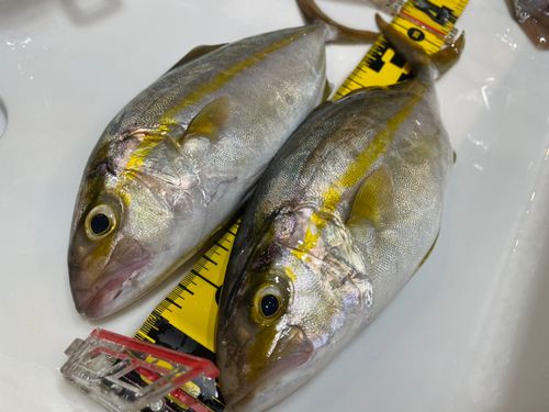 ショゴの釣果