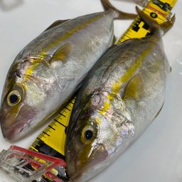 ショゴ