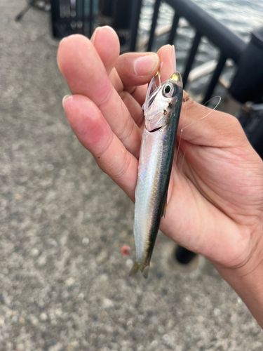 カタクチイワシの釣果