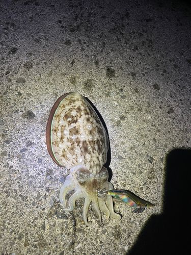 イカの釣果