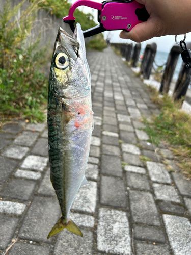 サバの釣果