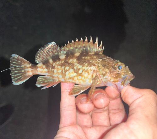 カサゴの釣果
