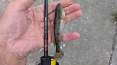 マハゼの釣果