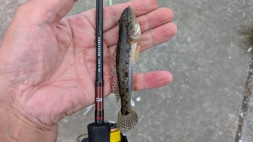 マハゼの釣果
