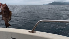 オオモンハタの釣果