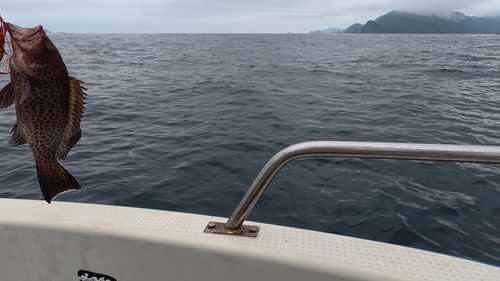 オオモンハタの釣果