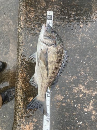 クロダイの釣果