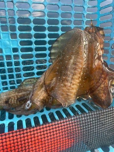 アオリイカの釣果