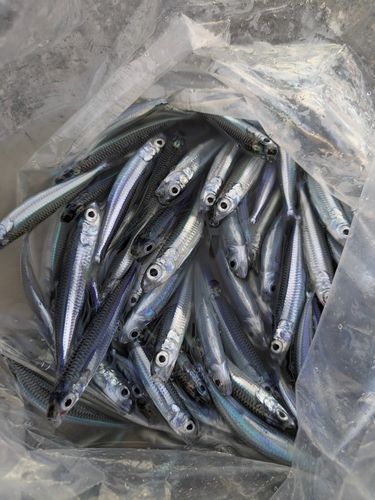 トウゴロウイワシの釣果