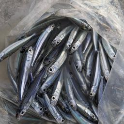 トウゴロウイワシ