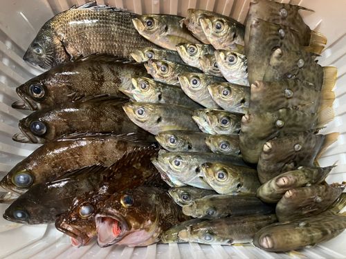 釣果