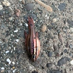 オオスジイシモチ