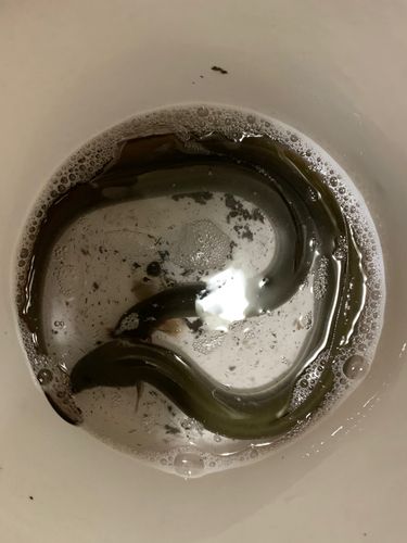 ウナギの釣果