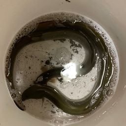 ウナギ