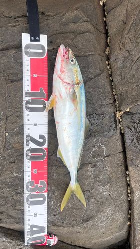 フクラギの釣果