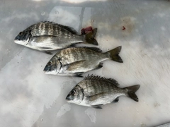 クロダイの釣果