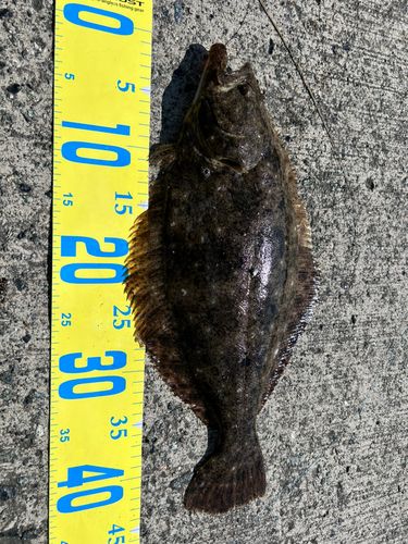 ヒラメの釣果
