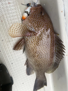 オオモンハタの釣果