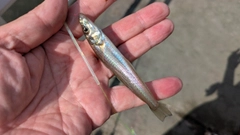 シロギスの釣果
