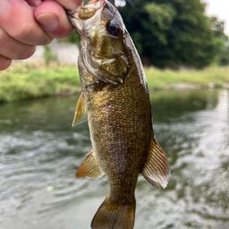 スモールマウスバス