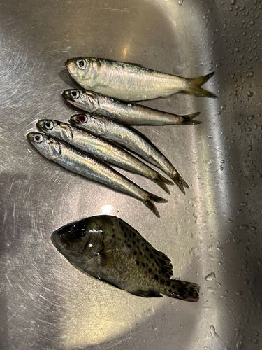 若洲海浜公園海釣り施設