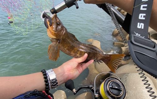 アイナメの釣果