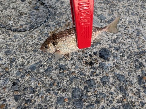 アイゴの釣果