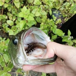 ブラックバス
