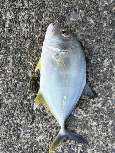 メッキの釣果