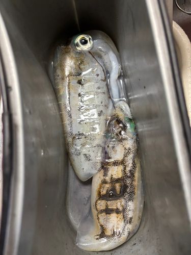 伊勢湾