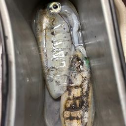 アオリイカ