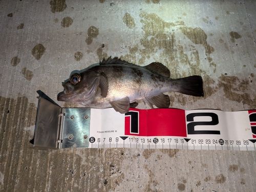 クロメバルの釣果