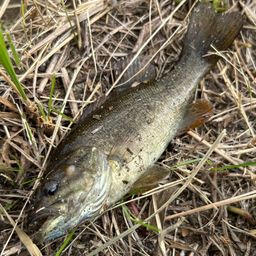 スモールマウスバス