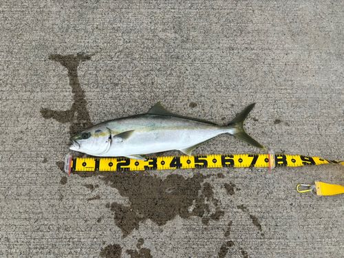 阿字ヶ浦海岸
