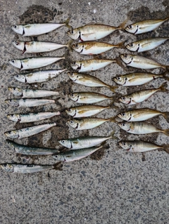 アジの釣果