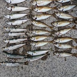 アジ