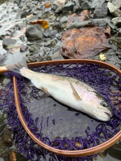 ニジマスの釣果