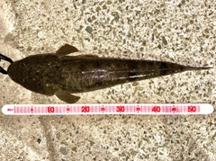 マゴチの釣果