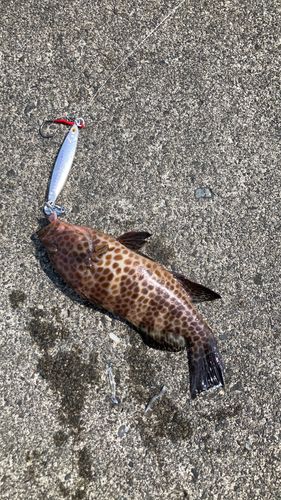 オオモンハタの釣果