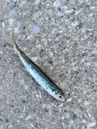 ウルメイワシの釣果