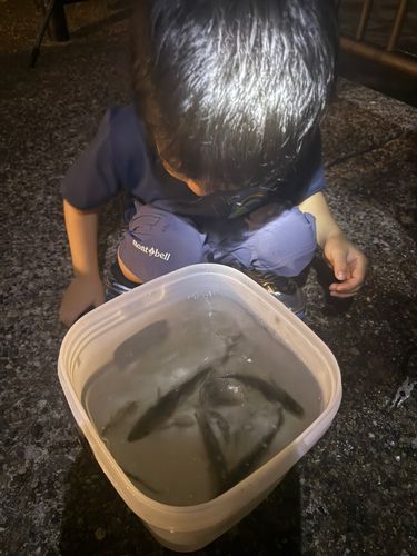 若洲海浜公園海釣り施設