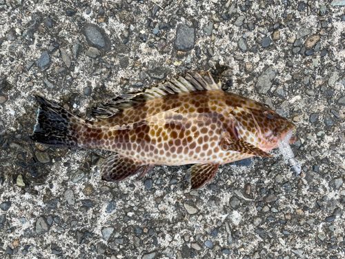 オオモンハタの釣果