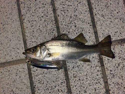 セイゴ（ヒラスズキ）の釣果