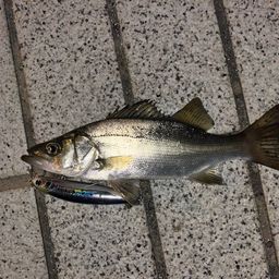 セイゴ（ヒラスズキ）