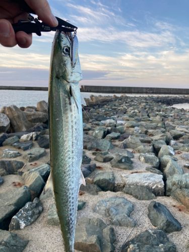 サゴシの釣果