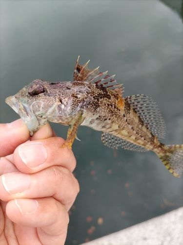 アナハゼの釣果