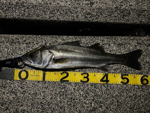 シーバスの釣果