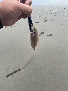 シタビラメの釣果