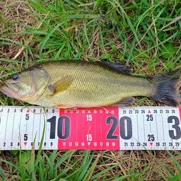 ラージマウスバス